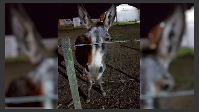 El burro Juanchi tiene 15 años. 