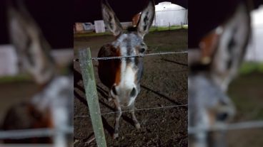 El burro Juanchi tiene 15 años.