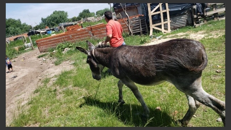 Los dos burros ya fueron recuperados.