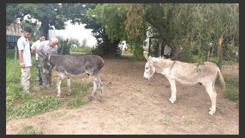 Los dos burros ya fueron recuperados.
