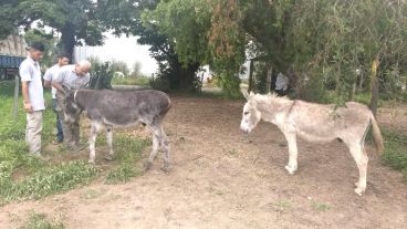 Los dos burros ya fueron recuperados.