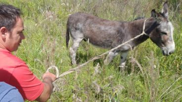 Los dos burros ya fueron recuperados.