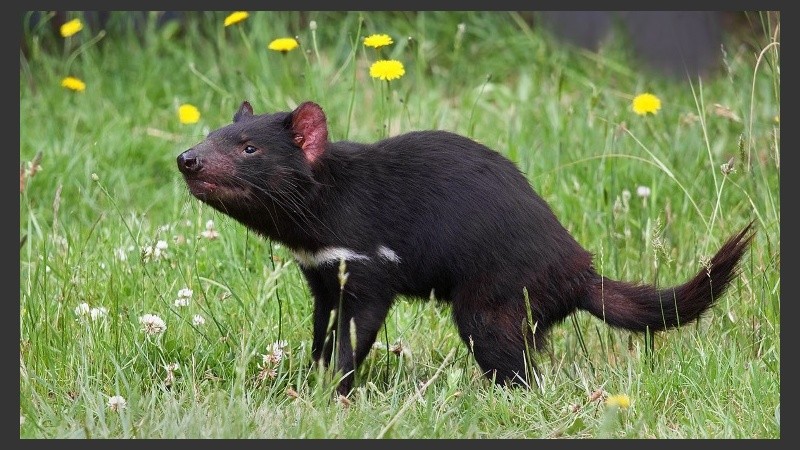 Aunque la investigación esté en fase muy temprana, podría eventualmente contribuir al desarrollo de fármacos que desencadenen la respuesta de regresión del tumor.