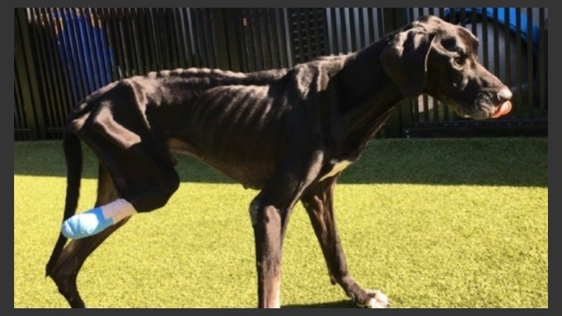 El perro, desnutrido y con una pata menos.
