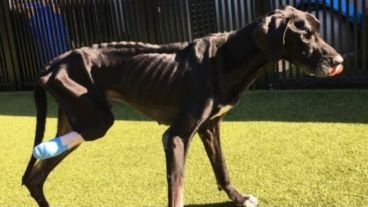 El perro, desnutrido y con una pata menos.