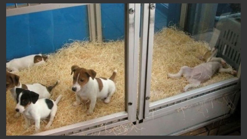 En los fundamentos de la ordenanza se menciona que la llamada “vidriera viva” puede aparejar graves trastornos a los animales.