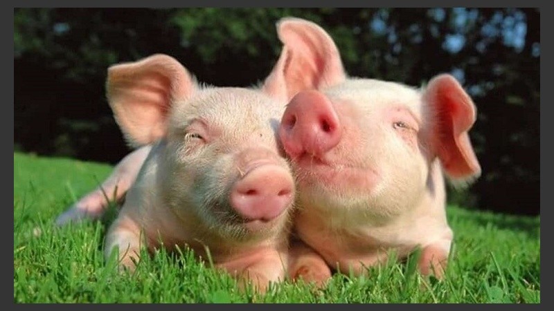 Hasta la fecha, la duración más larga de supervivencia de un babuino que recibió un corazón de cerdo trasplantado y con vida fue 57 días.