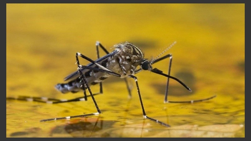 Comienza en forma brusca, con mucha fiebre, escalofríos y dolor de cabeza.