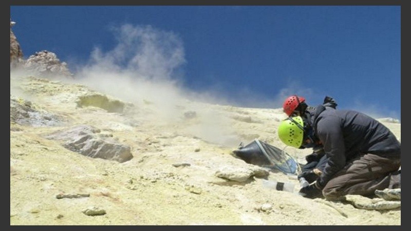 Los científicos estimaron que los organismos bajo tierra superan los 15.000 millones de toneladas de carbono.