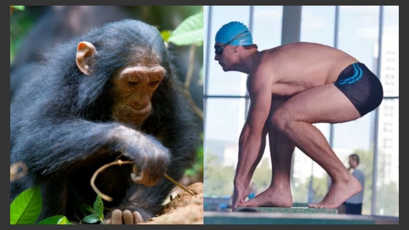 Una de las propuestas más longevas y populares es la teoría de los simios acuáticos.