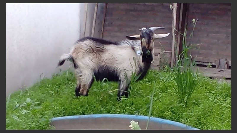 La imagen de Caramelo, el chivo que fue robado en Ibarlucea.