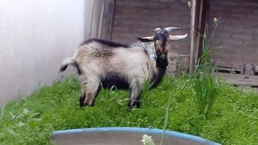 La imagen de Caramelo, el chivo que fue robado en Ibarlucea.