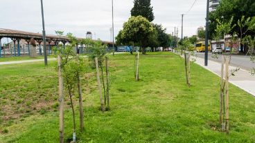 Rosario tiene su fábrica de hacer árboles.