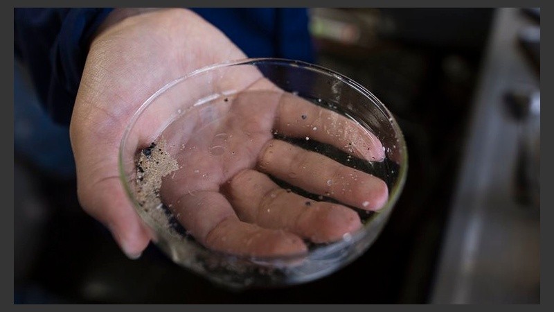 El equipo analiza en el laboratorio del Acuario las muestras tomadas.