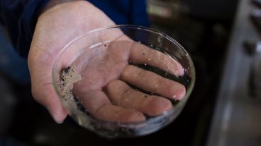 El equipo analiza en el laboratorio del Acuario las muestras tomadas.