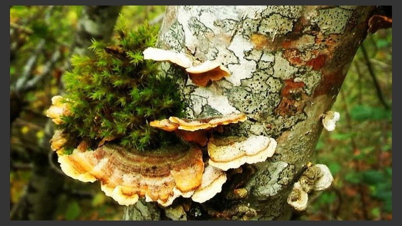 Hongos y mosquitos en medio de tanta lluvia. 