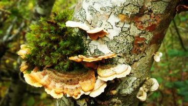 Hongos y mosquitos en medio de tanta lluvia.