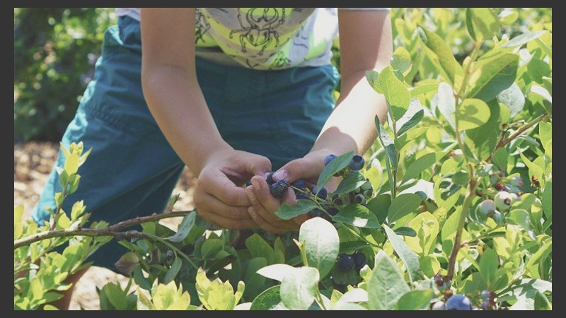 Chicos de 12 y 16 años cosechaban el fruto. 