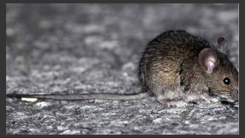 El hantavirus se trasmite por inhalación, contacto directo o mordedura. 