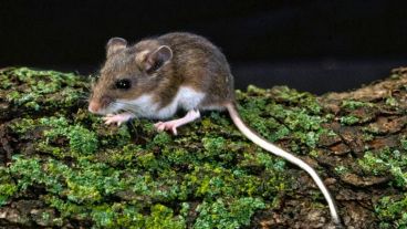 El hantavirus es una enfermedad de origen viral, con alta letalidad, transmitida al ser humano por el ratón colilargo.