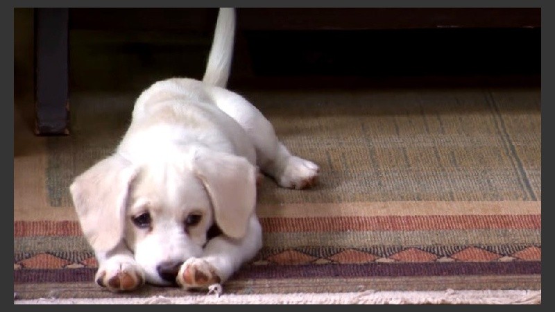 Está comprobado que la música clásica relaja a los animales.