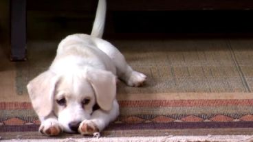 Está comprobado que la música clásica relaja a los animales.