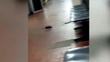 El momento en el que el roedor es filmado.