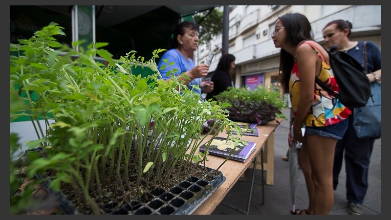 Repartieron plantines en pleno centro para fomentar la huerta en casa.