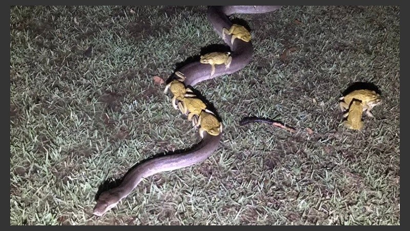 Sapos a bordo de una pitón, disparador de extrañas teorías.