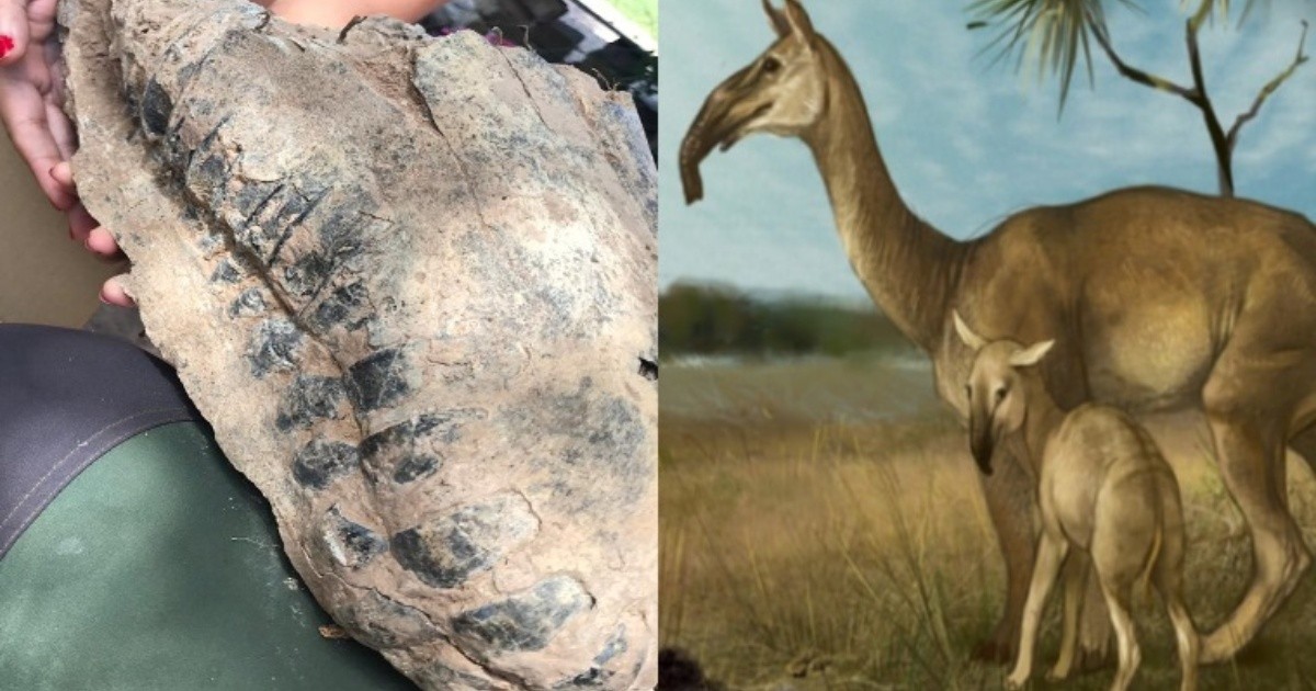 Increíble hallazgo en Arroyo Seco de restos fósiles de hace 20 mil años