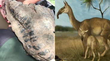 El cráneo hallado tiene miles de años de antigüedad.