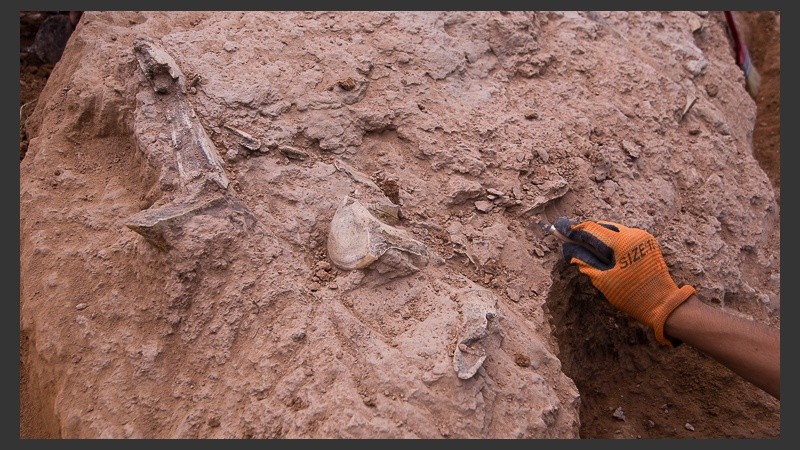 Los trabajos de excavación en Arroyo Seco. El hallazgo revolucionó a grandes y chicos en la región. 