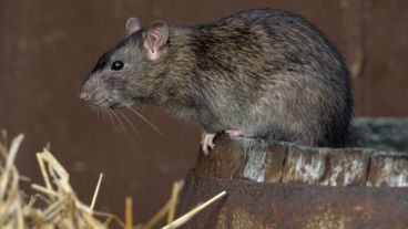 Evitar la convivencia con roedores y el contacto con sus secreciones.
