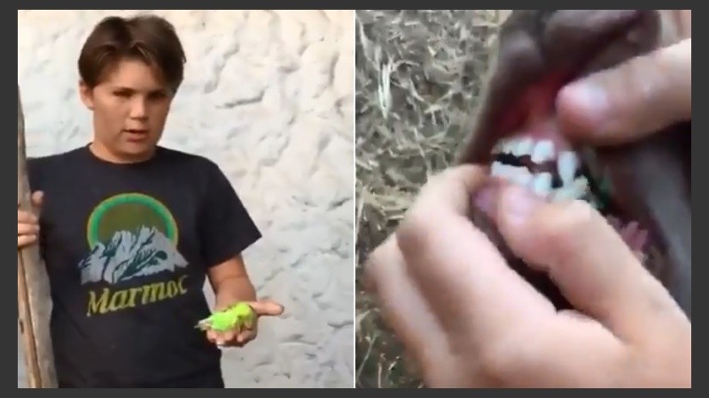 El increíble funeral de Chimuelo. 