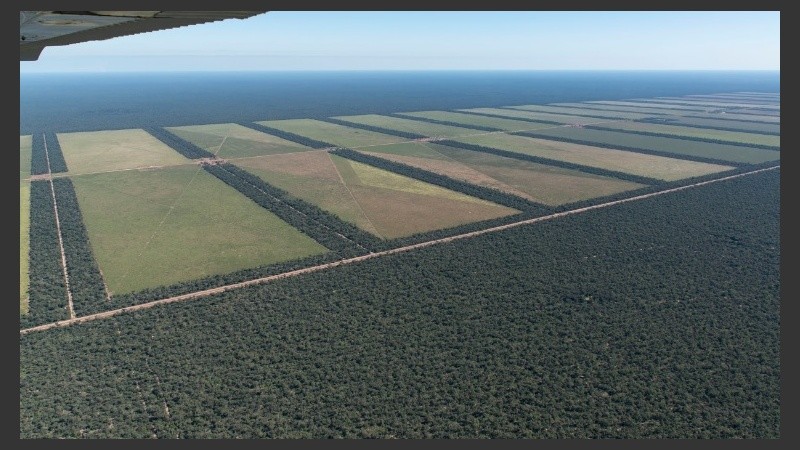 El avance descontrolado de la soja y la ganadería en desmedro del medio ambiente.