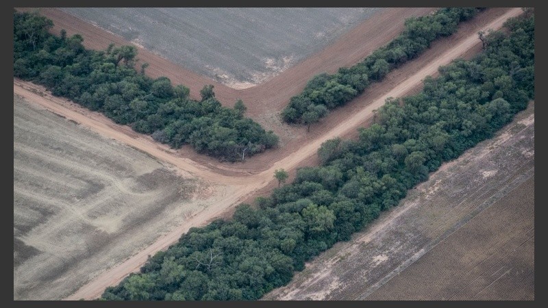 El avance descontrolado de la soja y la ganadería en desmedro del medio ambiente.