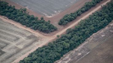 El avance descontrolado de la soja y la ganadería en desmedro del medio ambiente.