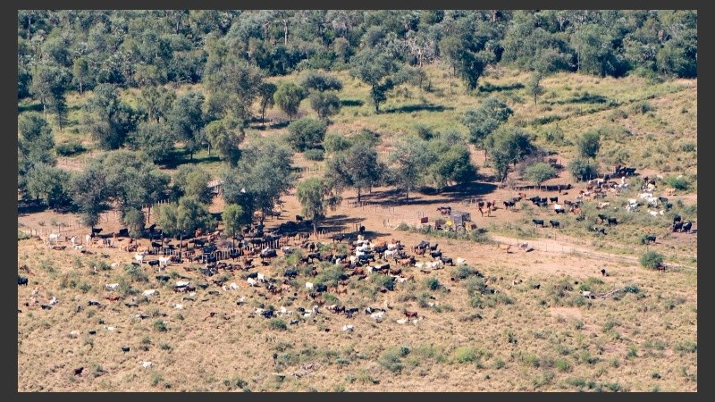 El avance descontrolado de la soja y la ganadería en desmedro del medio ambiente.