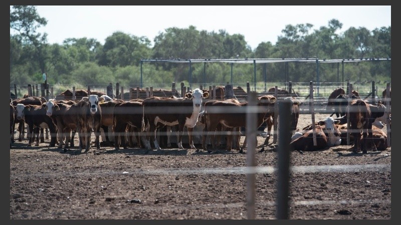 El avance descontrolado de la soja y la ganadería en desmedro del medio ambiente.