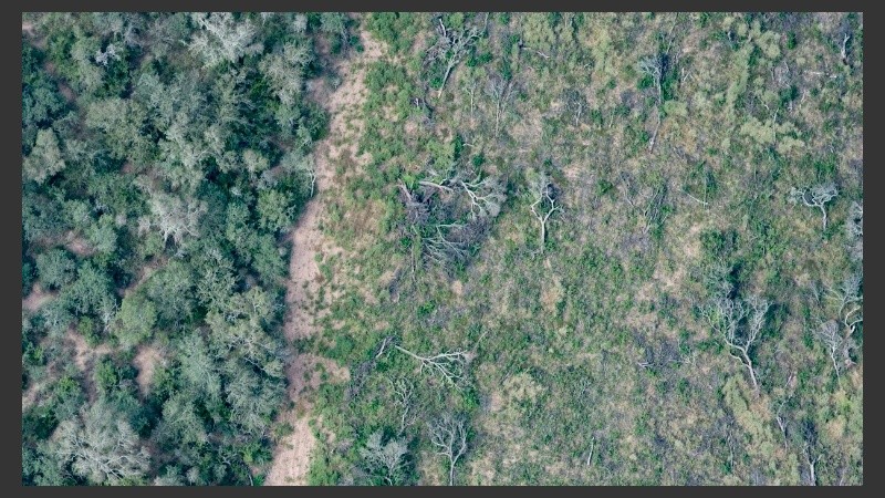 El avance descontrolado de la soja y la ganadería en desmedro del medio ambiente.