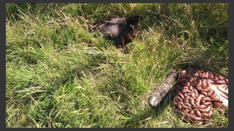Los restos del robo de ganado en los campos de la región. 