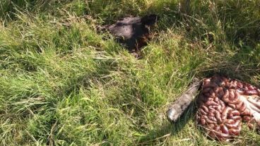Los restos del robo de ganado en los campos de la región.