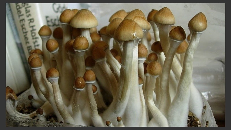 Los hongos alucinógenos están prohibidos en la mayoría de los países del mundo.