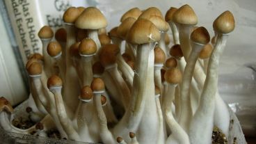 Los hongos alucinógenos están prohibidos en la mayoría de los países del mundo.