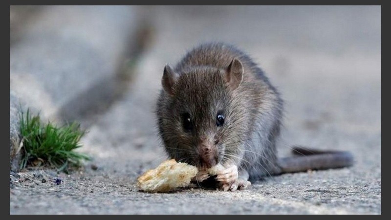 Las medidas de prevención pasan por alejar a los roedores.