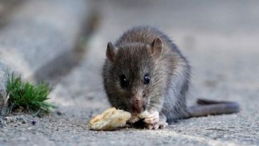 Las medidas de prevención pasan por alejar a los roedores.