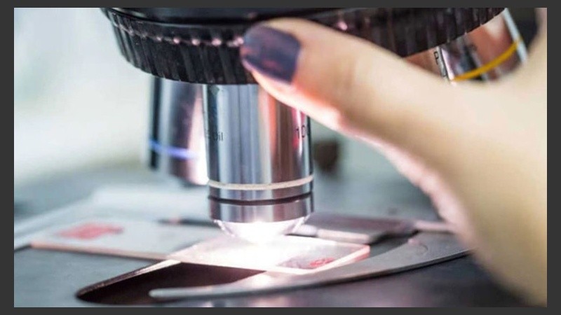 Las células cancerígenas convertidas en grasa no volvieron a su estado natural.