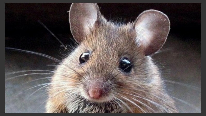 En Salta hay otra persona internada que podría tener el virus.