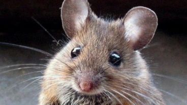 En Salta hay otra persona internada que podría tener el virus.