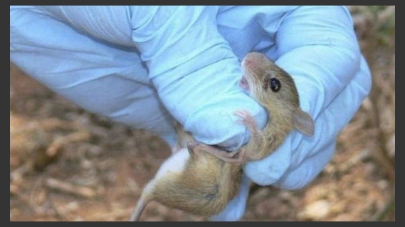 La nueva víctima se contagió al tomar contacto directo con una rata infectada.